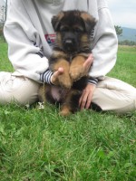 /album/fotogaleria-a-vrh/stence-5-tyzdnov-124-jpg/